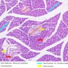 Glândula Alveolar Composta - Pâncreas 10x (4)